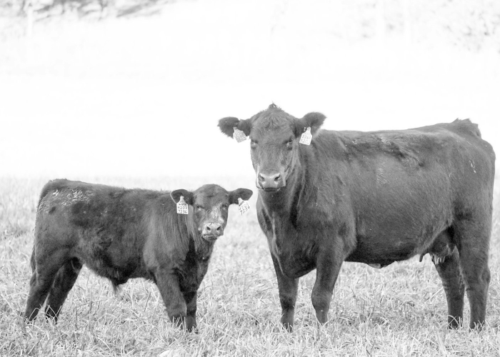 [分享]“新荣耀牛牛有没有挂”有挂详细开挂教程