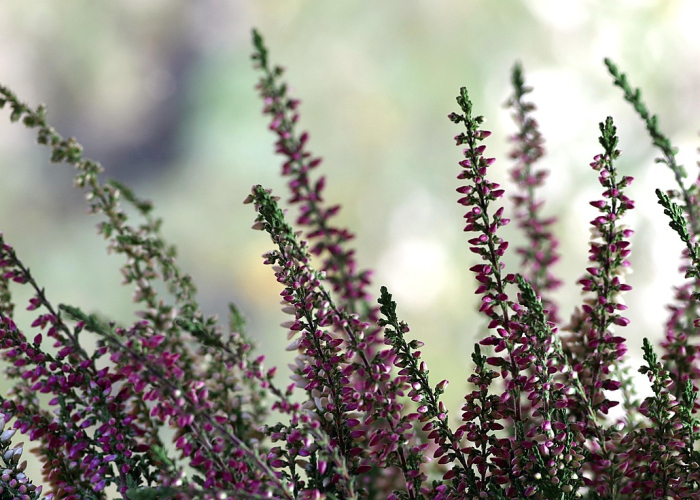 ［最新攻略］“新道游炸/金/花开挂神器”［原来真的有挂］