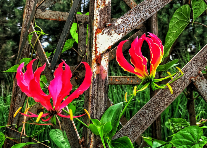 ［最新攻略］“新道游炸/金/花开挂神器”［原来真的有挂］