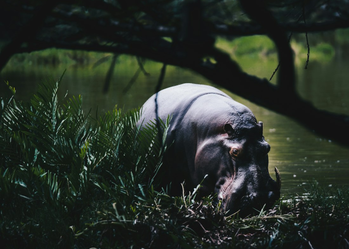 攻略推荐“河马茶馆究竟有没有挂”分享装挂步骤技巧