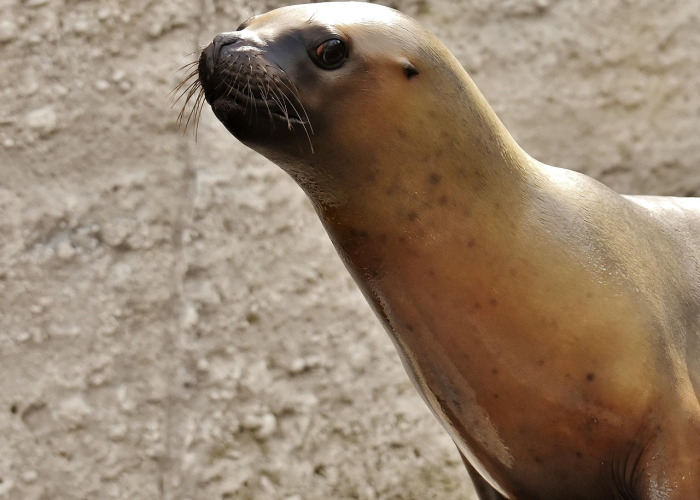 玩家实测“新海狮其实是有透视软件”原来确实有挂