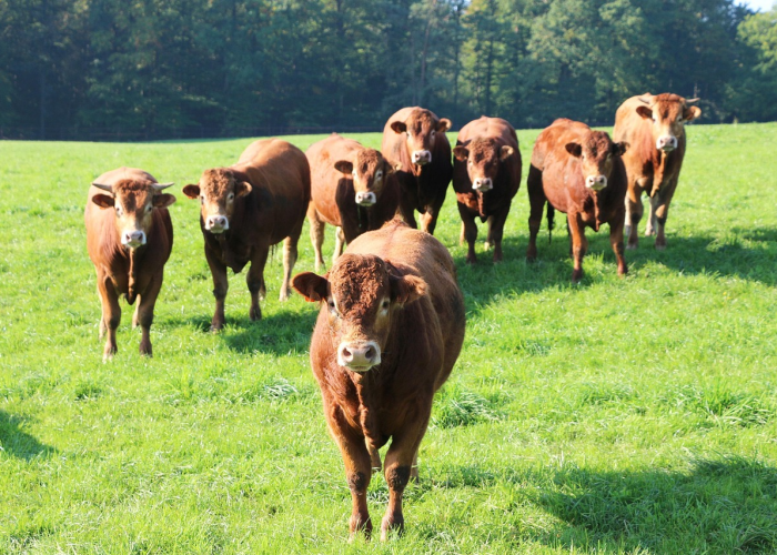 玩家必看“阿拉游戏牛牛其实是有透视软件”(真的有挂)