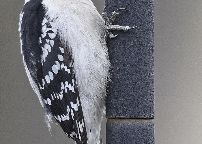 [分析]“新青鸟有没有挂”(原来确实是有挂)