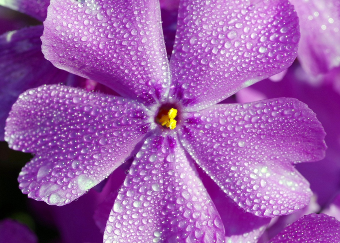 攻略推荐“花花生活圈到底有没有挂”[详细开挂玩法]