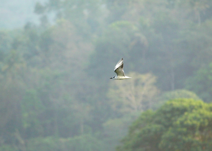 终于知道“功夫川麻有没有挂”原来有挂