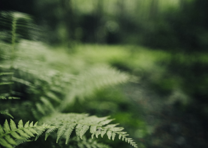 技术分享“绿竹开挂软件”(真的有挂)