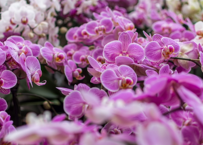 知识科普“开心武汉花竟然有挂”(确实有挂)