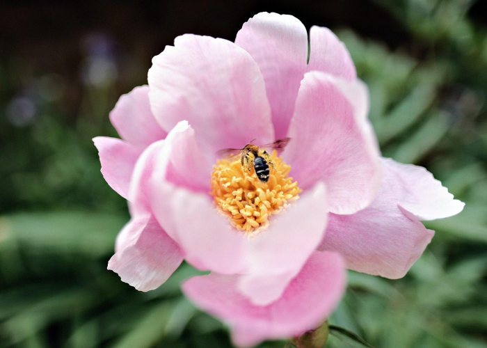 知识科普“开心武汉花竟然有挂”(确实有挂)