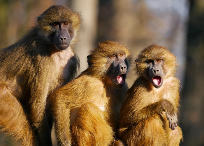 头条新闻“牛魔王有挂吗?”的确有人用挂 头条新闻“牛魔王有挂吗?”的确有人用挂