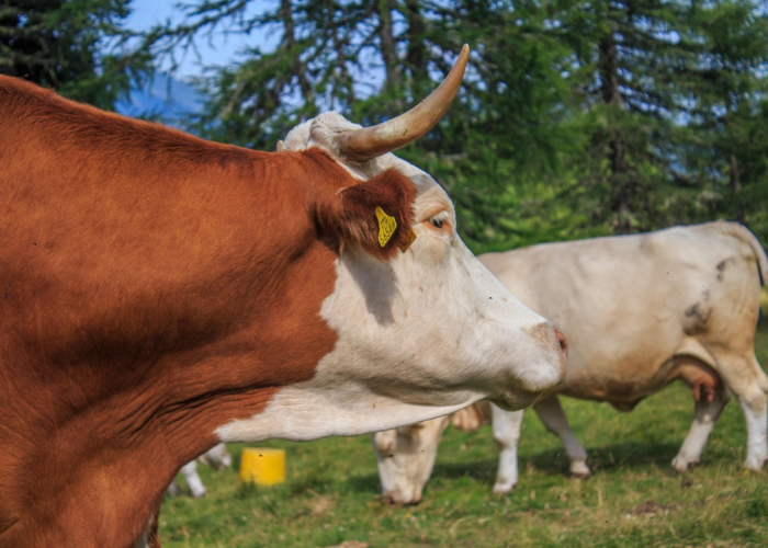 分享实测“红豆娱乐牛牛到底可以开透视挂吗”开挂步骤方法
