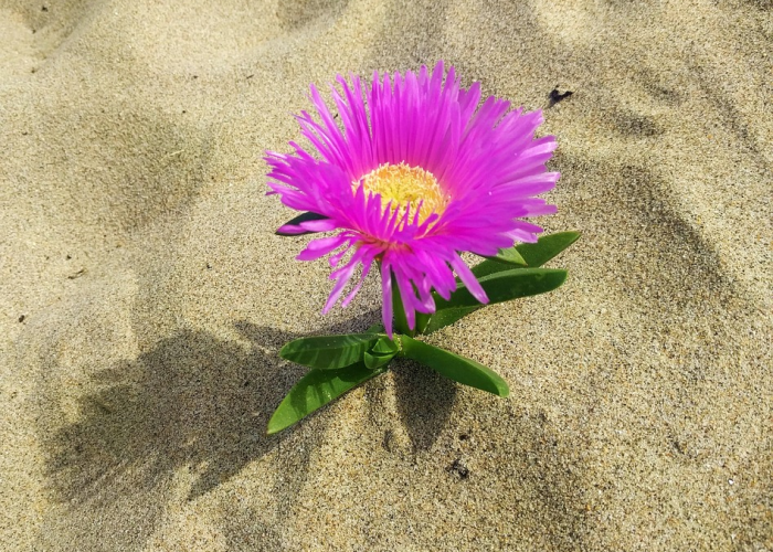 发现一款“新永和金花开挂软件”详细教程