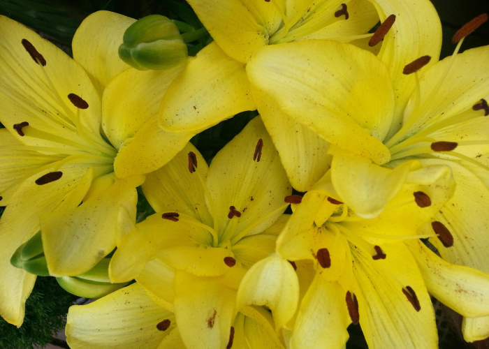 发现一款“新永和金花开挂软件”详细教程