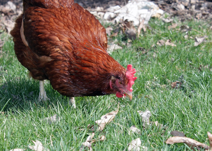 重大通报“夏天丫丫比鸡真的有挂”揭秘开挂教程分享