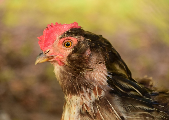 重大通报“夏天丫丫比鸡真的有挂”揭秘开挂教程分享