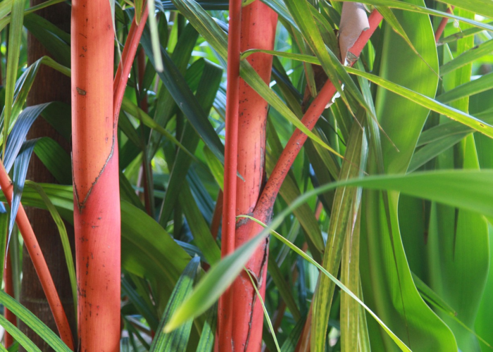 [分析]“绿竹怎么开挂”(原来确实是有挂)