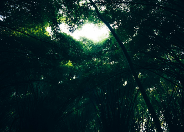 [分析]“绿竹怎么开挂”(原来确实是有挂)