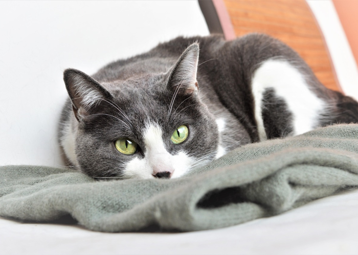 终于知道“熊猫互娱竟然有挂”真的有挂