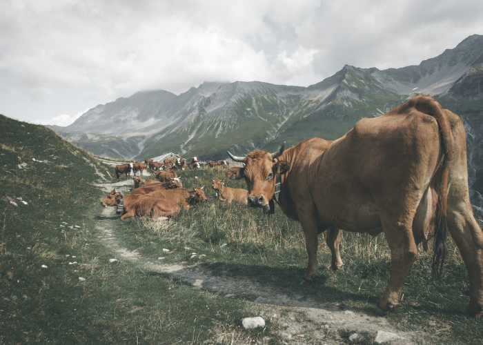 [分享]“迅奇.牛牛怎么开挂”(原来确实是有挂)