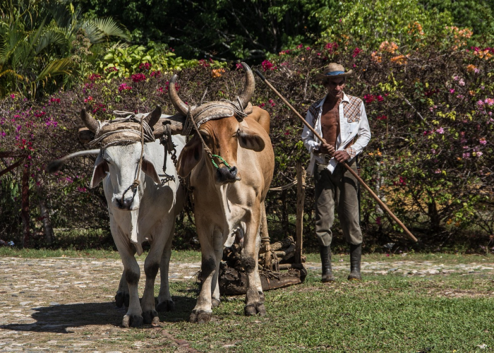 [解答]“新九天牛牛到底有没有挂”(原来确实是有挂)