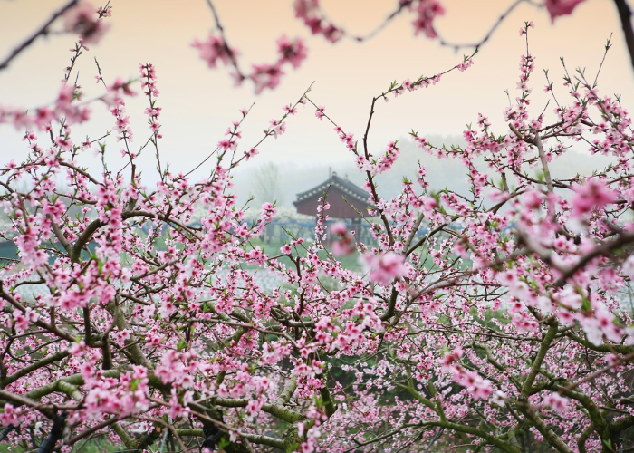 [解答]“桃花庄有挂吗”开挂详细教程