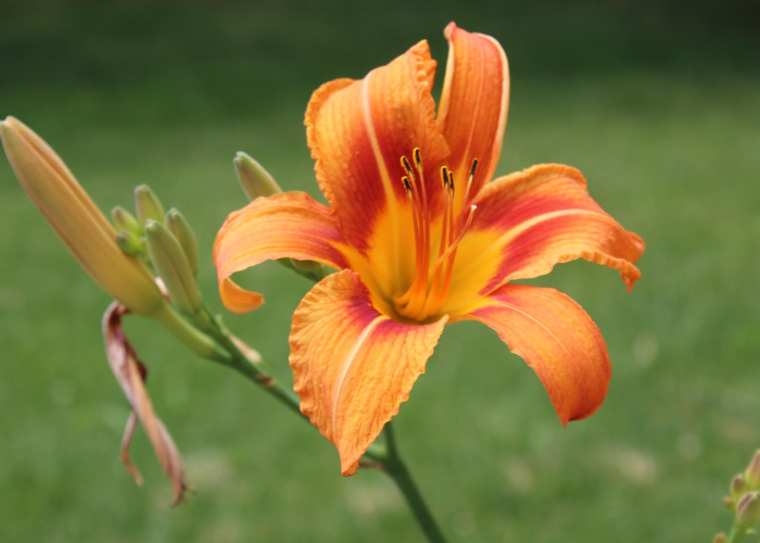 今日重大发现“飞鹰炸/金/花是不是有挂”［原来真的有挂］