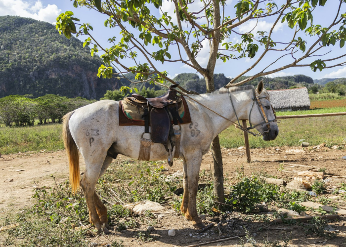 实测分享“新道游牛牛有没有挂”(真的有挂)