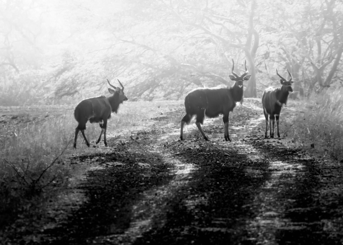 实测分享“新道游牛牛有没有挂”(真的有挂)