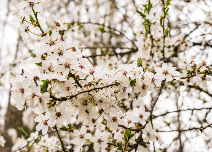 知识科普“樱花之盛牛牛辅助软件”(原来有挂)