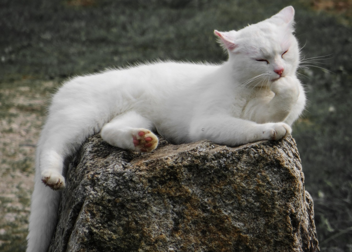 攻略推荐“疯狂动物城是不是有挂”爆光开挂猫腻详情