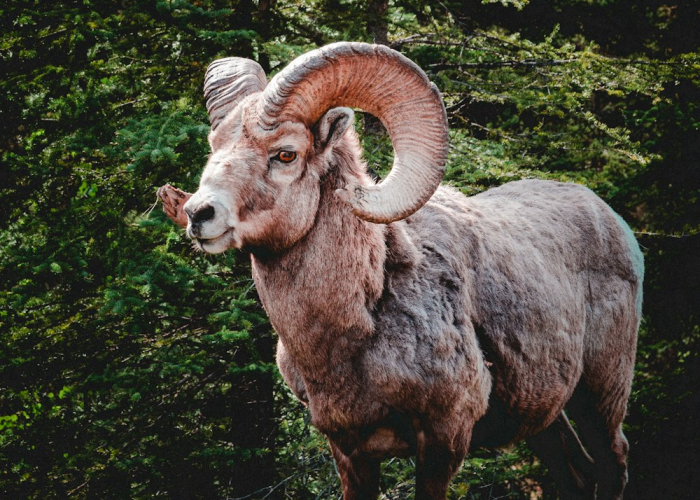 [实测]“新圣游牛牛真的有挂吗”有挂详细开挂教程