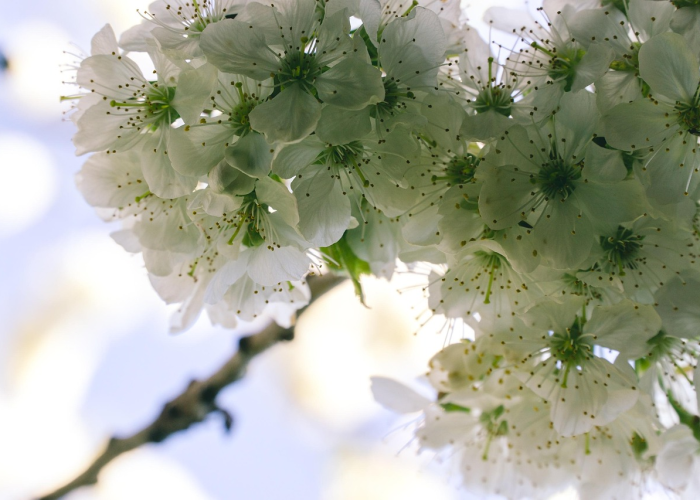 ［今日要闻］“樱花之盛牛牛有没有挂”［其实是有挂］
