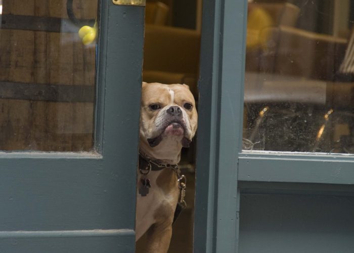 今日重大通报“小狗音乐麻将果然有挂”真的确实有挂乎