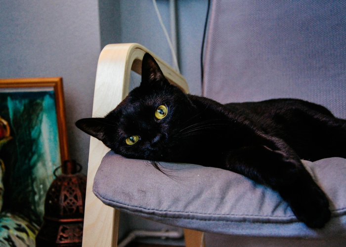 ［解答］“猫猫学数怎么开挂”［必胜开挂神器］