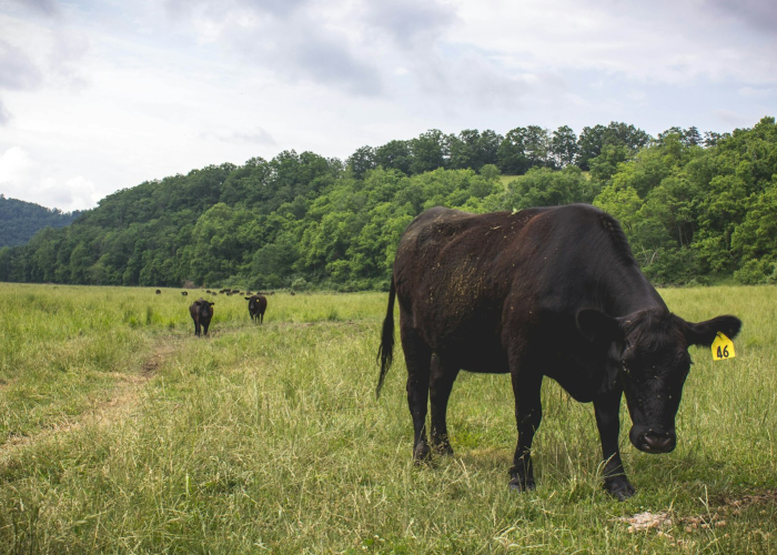 独家分享“新超圣牛牛怎么开挂”［太坑了原来有挂］