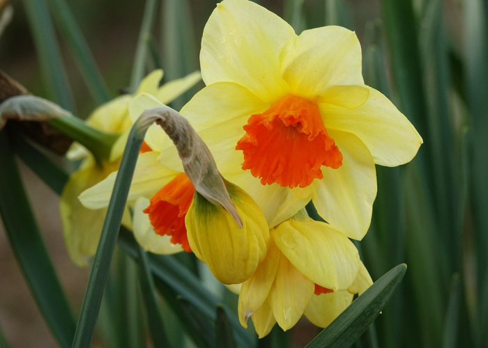 ［最新分享］“新上游炸/金/花到底有挂吗”［确实真的有挂］