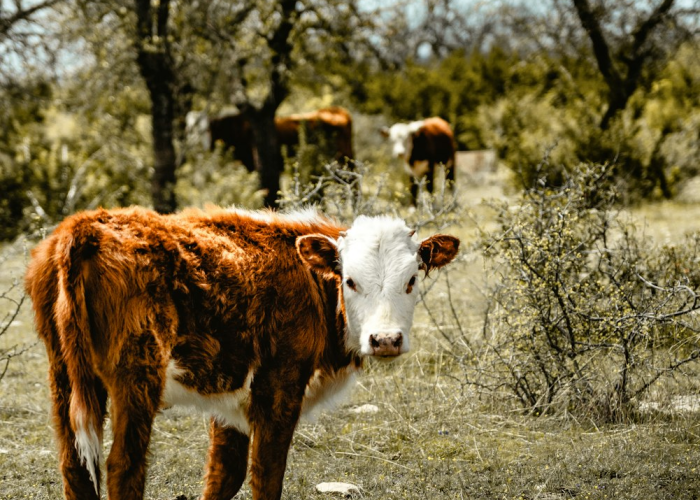 [推荐]“新神牛有没有挂”开挂详细教程