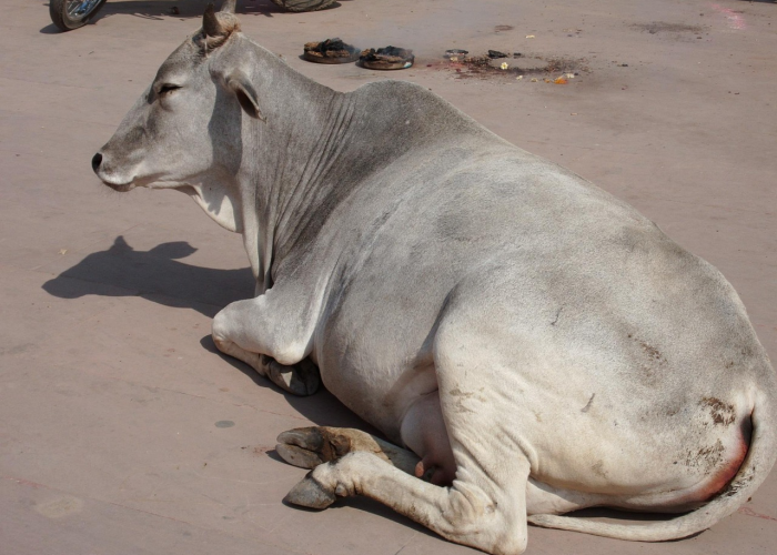 [推荐]“新神牛有没有挂”开挂详细教程