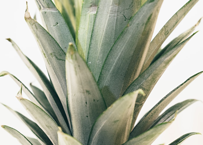 [分享]“大头大菠萝有没有挂”有挂详细开挂教程