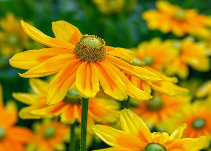 ［揭秘］“人海炸/金/花开挂神器”［确实真的有挂］