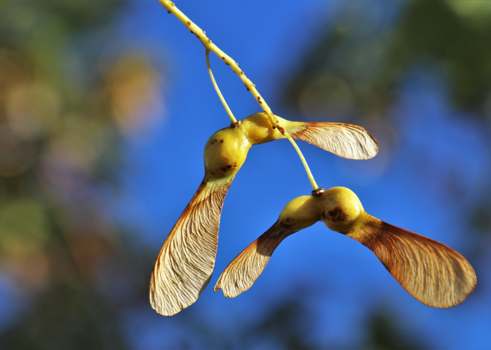 ［揭秘］“人海炸/金/花开挂神器”［确实真的有挂］