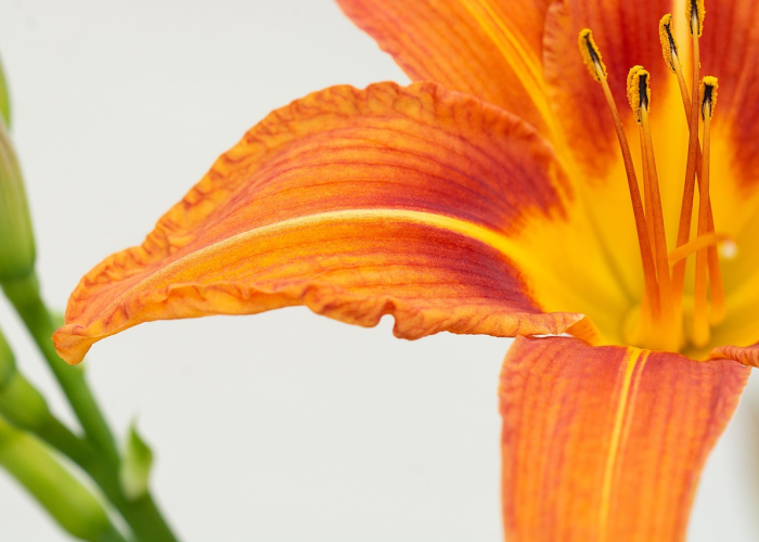 必看实操“麦穗金花有没有挂”(其实有挂)