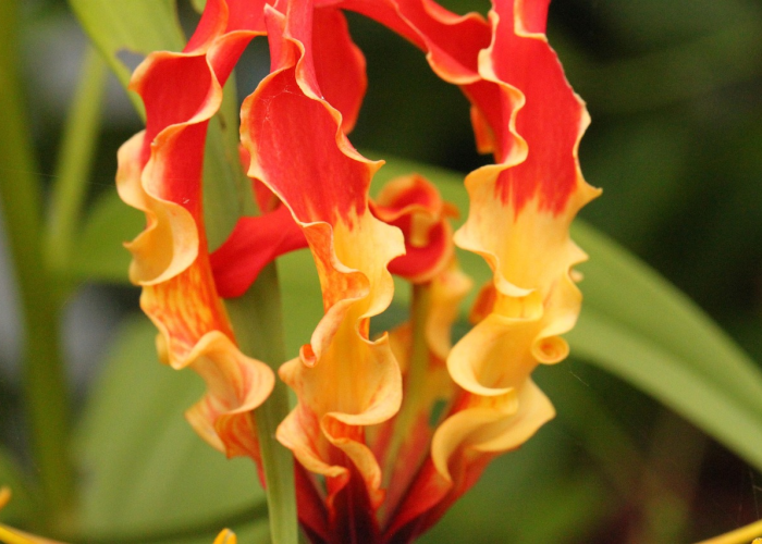 今日重大消息“天蝎炸/金/花到底有挂吗”［详细开挂教程］
