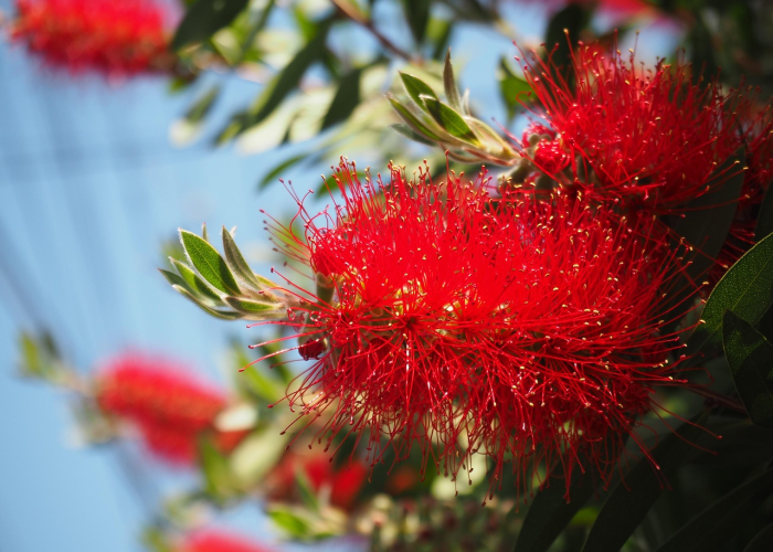 今日重磅消息“樱花之盛炸/金/花有挂吗”［太坑了果然有挂］