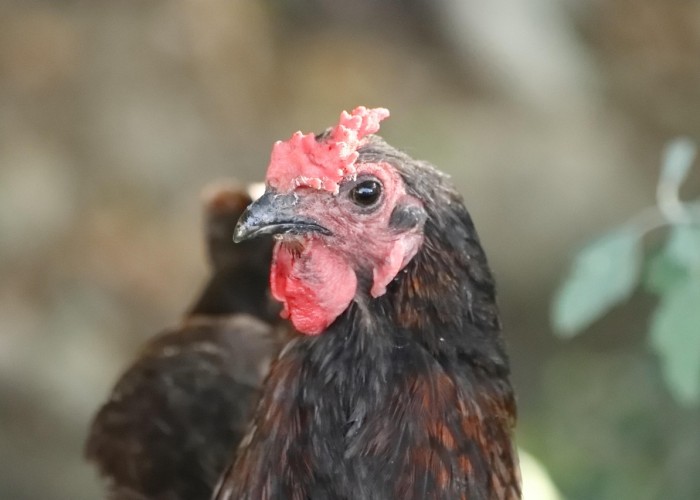 最新消息“夏天丫丫比鸡确实有挂吗”其实真的能开挂