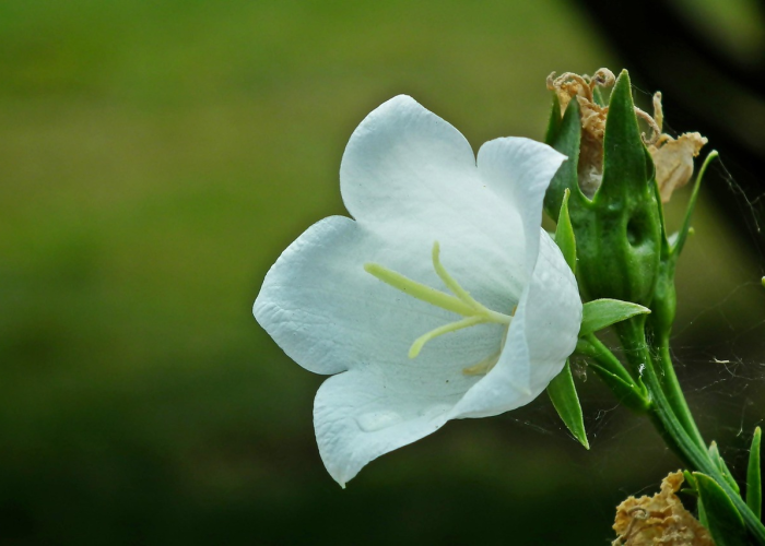 [推荐]“六瓣数字消有没有挂”(确实真的有挂)