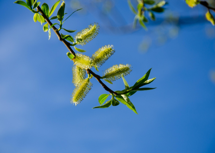 ［科普］“樱花互粉是不是有挂”!(确实真的有挂)