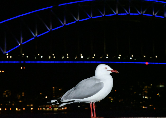 我来教教大家“十三十三水其实是有透视挂”其实确实有挂