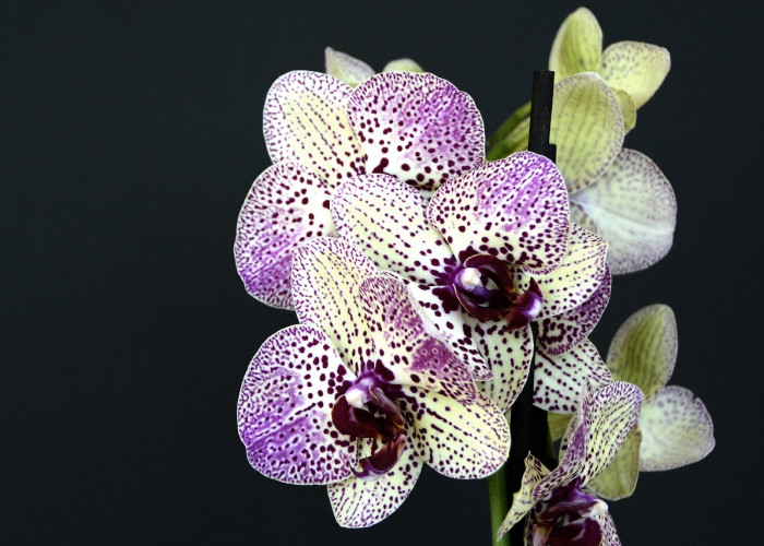 重大发现“炫龙炸/金/花真的有挂吗”!(原来真的有挂)