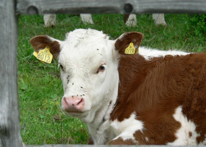 分享实测“红豆娱乐牛牛透视挂下载”(原来真有挂)