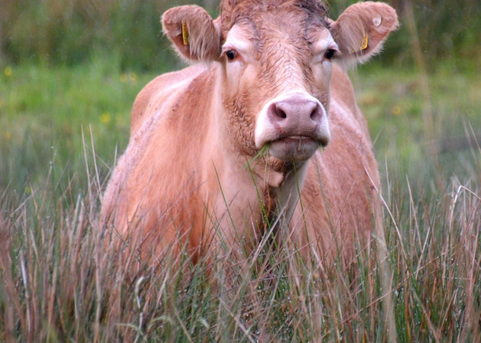 分享实测“红豆娱乐牛牛透视挂下载”(原来真有挂)